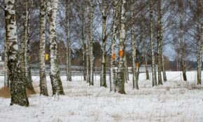 Snow-covered birch trees in a winter forest in Jönköping, Sweden, with colorful birdhouses.