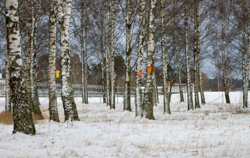 Snow-covered birch trees in a winter forest in Jönköping, Sweden, with colorful birdhouses.