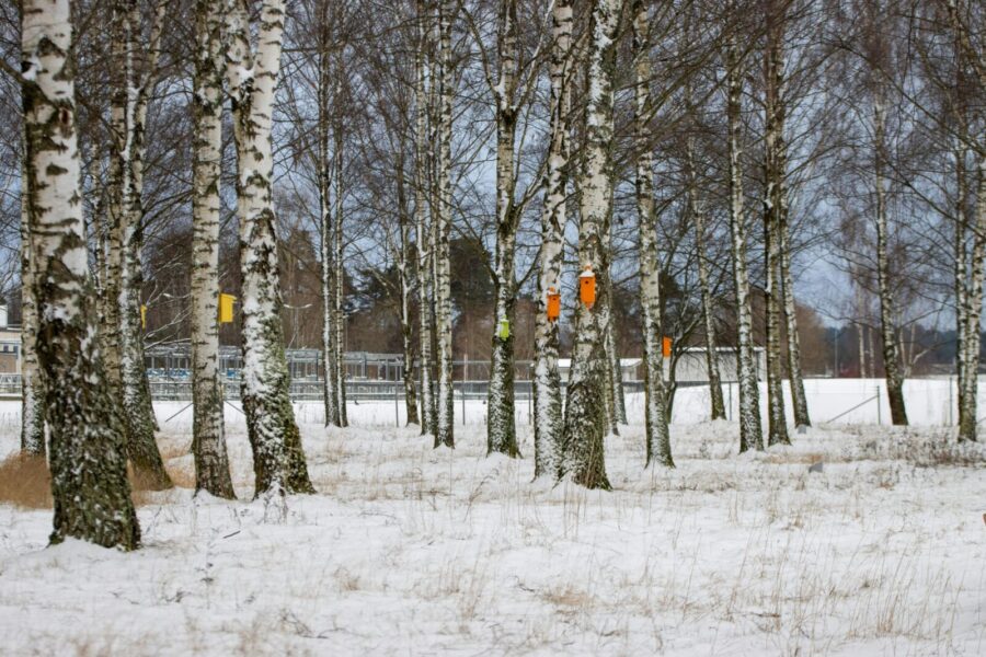 Snow-covered birch trees in a winter forest in Jönköping, Sweden, with colorful birdhouses.