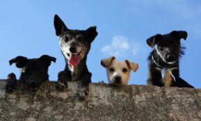 Four playful dogs peek over a wall against a clear blue sky in Mexico.