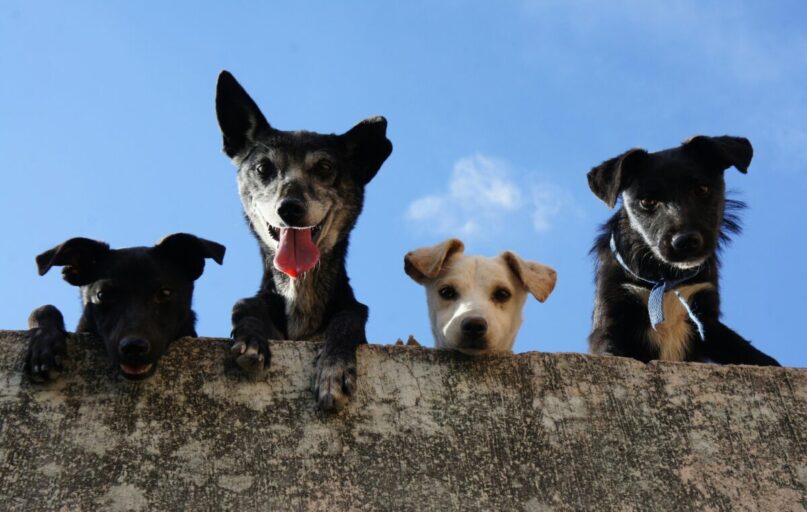 Four playful dogs peek over a wall against a clear blue sky in Mexico.