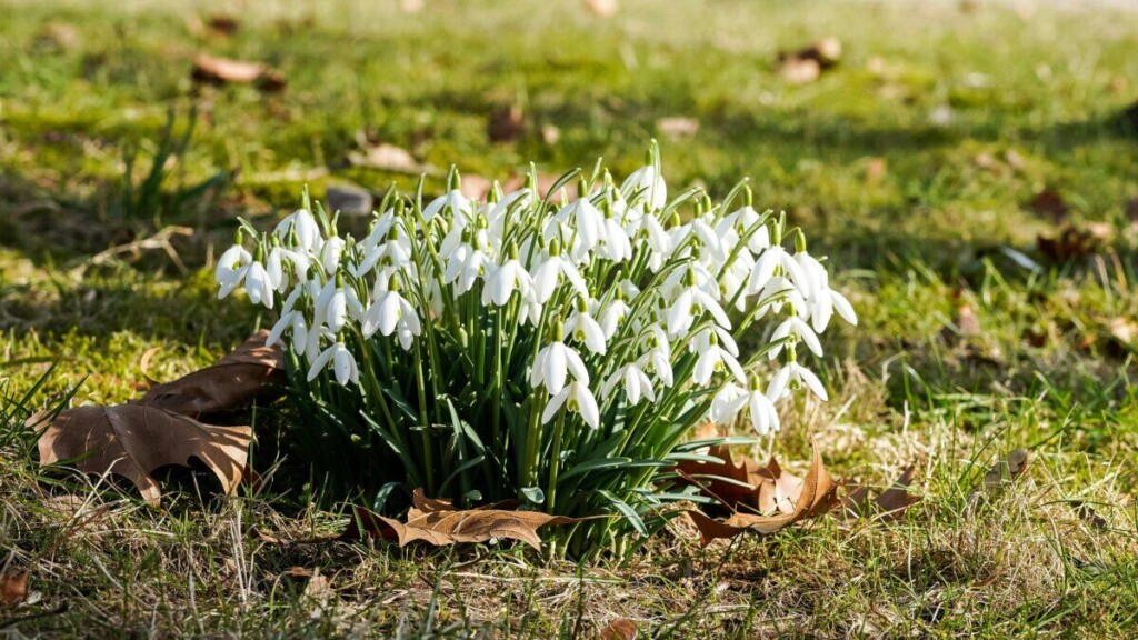 Cluster of snowdrops flowering on grass in Geesthacht, symbolizing the arrival of spring.