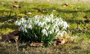 Cluster of snowdrops flowering on grass in Geesthacht, symbolizing the arrival of spring.