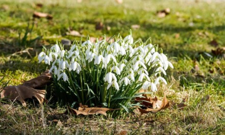Cluster of snowdrops flowering on grass in Geesthacht, symbolizing the arrival of spring.