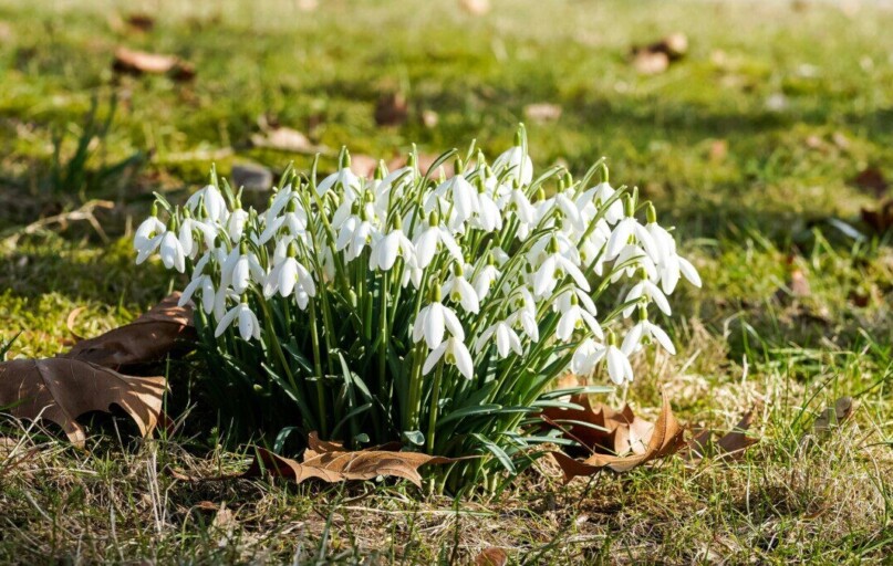 Cluster of snowdrops flowering on grass in Geesthacht, symbolizing the arrival of spring.