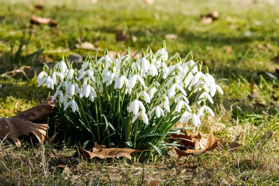 Cluster of snowdrops flowering on grass in Geesthacht, symbolizing the arrival of spring.