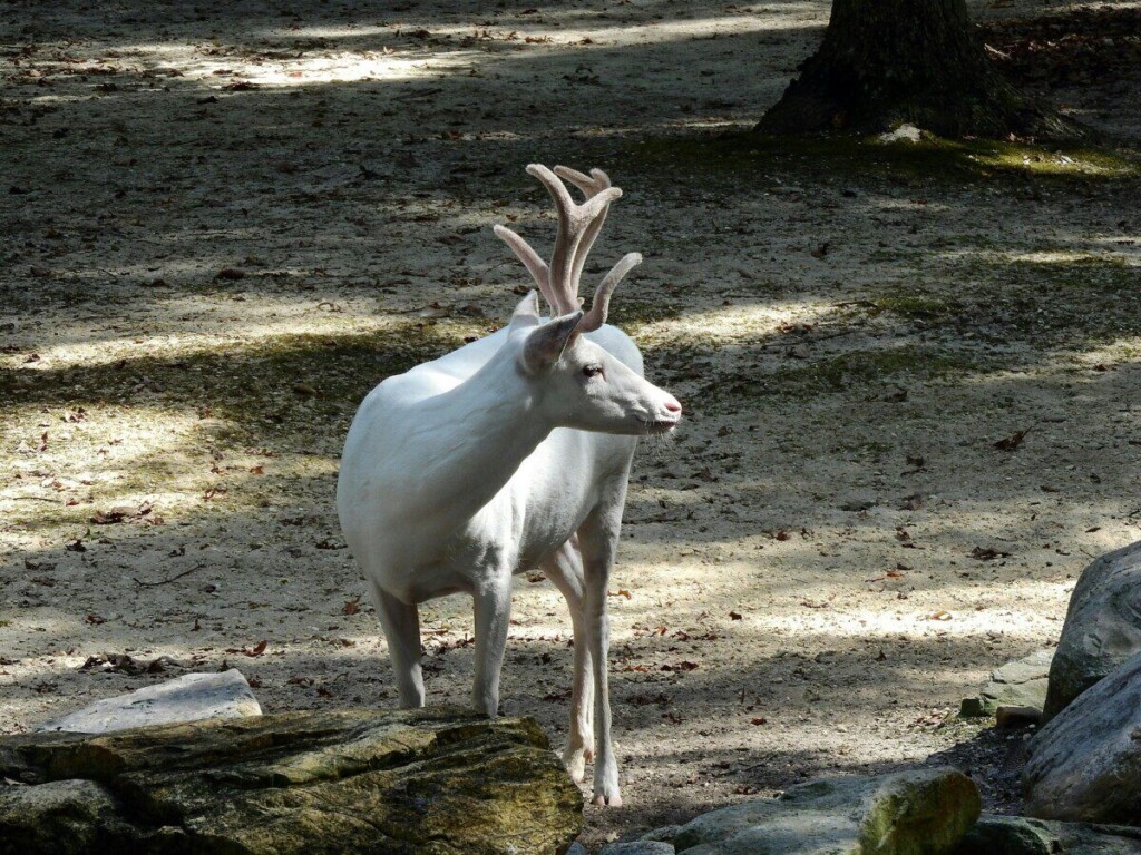 From above of curious caribou with white wool and wavy horns standing near big stones covered with moss while looking away in daylight