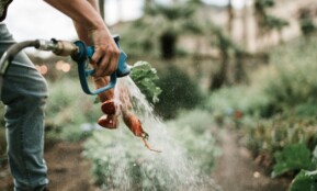 Morkų derlius. Pexels nuotr.