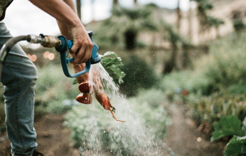 Morkų derlius. Pexels nuotr.