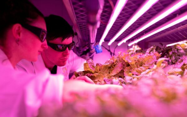 Žarnyno sveikata ir kognityvinės funkcijos: sužinokite, ką atskleidė nauja analizė