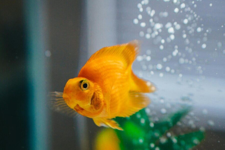 Šokiruojantis pavojus namuose: tuščias stiklinis butelis ant palangės gali sukelti gaisrą, štai kodėl