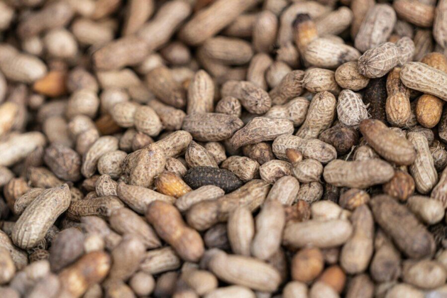 Netikėtas mokslininkų atradimas: burnos mikrobiota gali sumažinti žemės riešutų alergijos reakciją