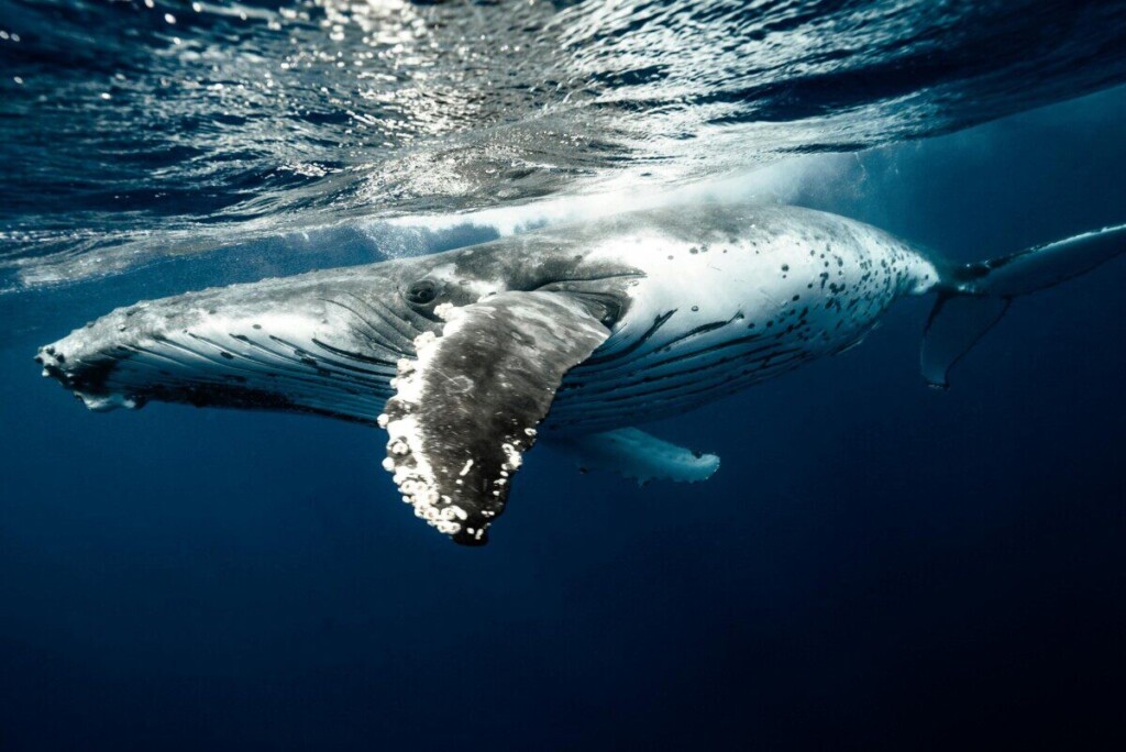 A stunning view of a humpback whale gracefully swimming underwater in the clear blue waters of Tonga.