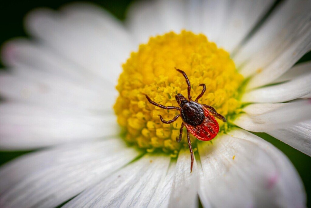 Detailed macro photography of a tick on a chamomile flower, highlighting parasitic nature.