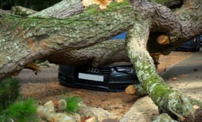 A large tree has fallen on an Audi car, severely damaging it on a city street in the UK.