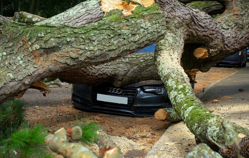 A large tree has fallen on an Audi car, severely damaging it on a city street in the UK.