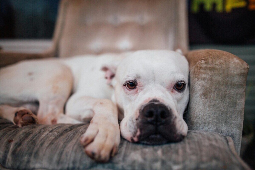 A serene American Bulldog resting peacefully in a comfy armchair indoors.