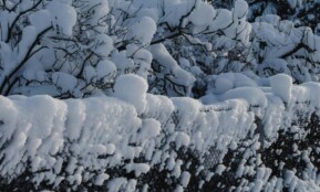 Serene winter landscape in Estonia with snow-covered trees and frosty atmosphere.