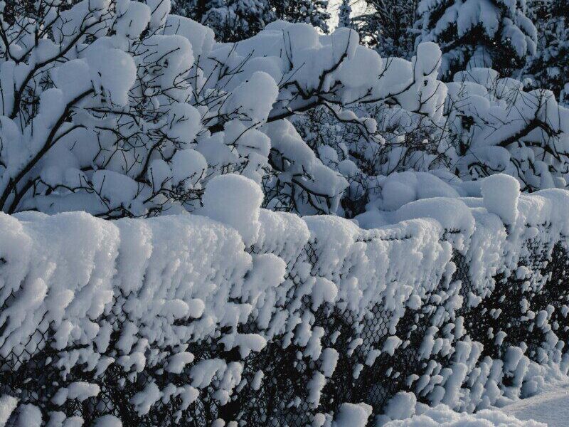 Serene winter landscape in Estonia with snow-covered trees and frosty atmosphere.