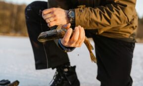 Vėgėlė. Pexels nuotr.