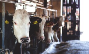 Holstein cows standing in a dairy barn, showcasing modern farming practices.