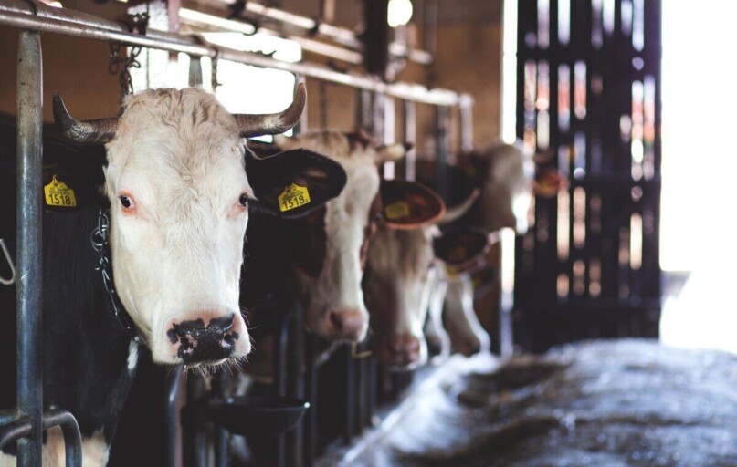 Holstein cows standing in a dairy barn, showcasing modern farming practices.