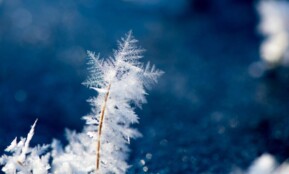 Close-up of intricate ice crystal formations on a cold winter day outdoors.