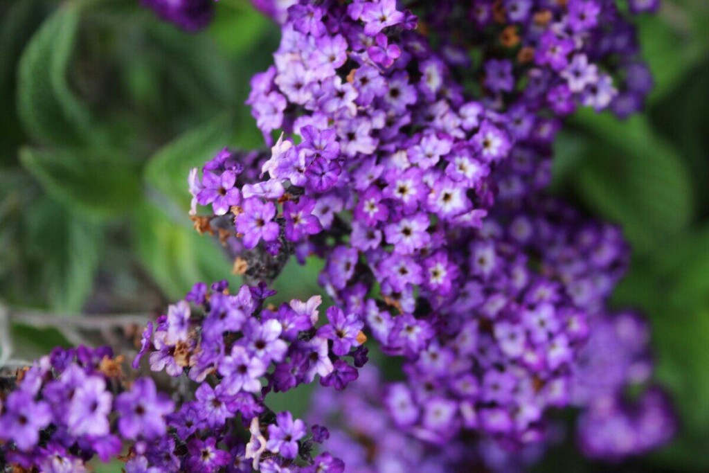 Close-up of vibrant purple heliotrope flowers in full bloom, showing intricate details and vivid colors.