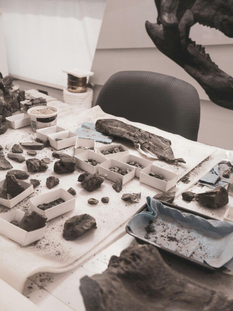 Close-up of fossils and rocks on a desk in a science lab.