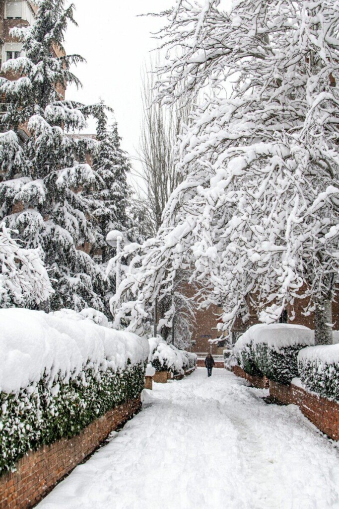 A peaceful snow-blanketed walkway between trees in winter, creating a serene atmosphere.