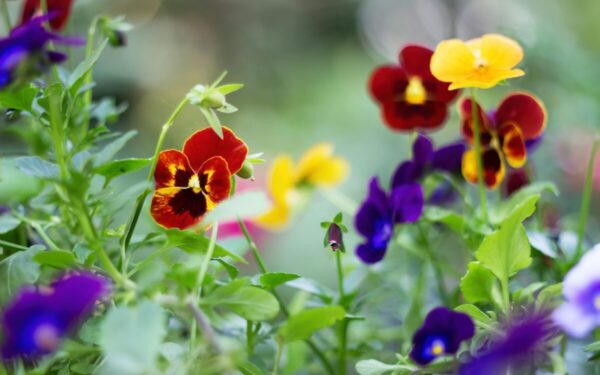 Našlaičių priežiūra pavasarį: patarimai, kada sodinti ir kaip užtikrinti gausų žydėjimą