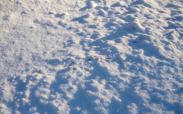 Kodėl patyrę daržininkai žiemą neša sniegą į šiltnamį: rezultatas nustebina pavasarį