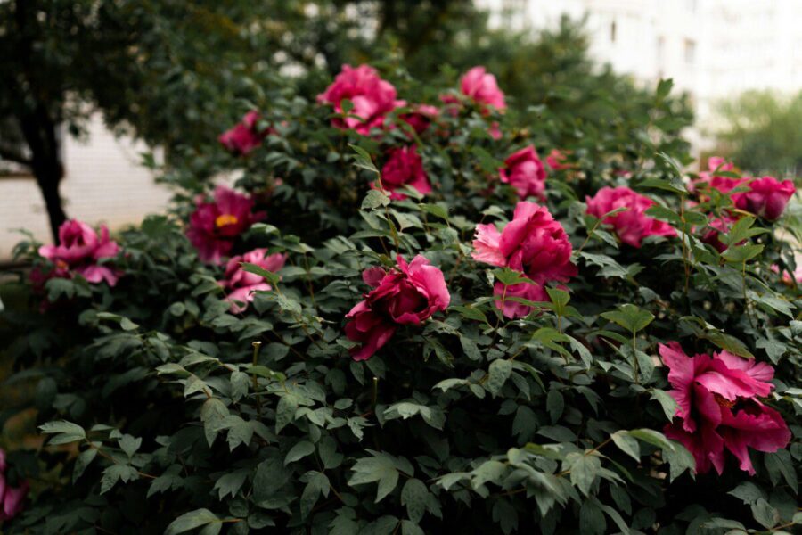 Šių klaidų nedaryk: kaip išsaugoti bijūnus per žiemą, kad jauni krūmai nežūtų nuo šalčių