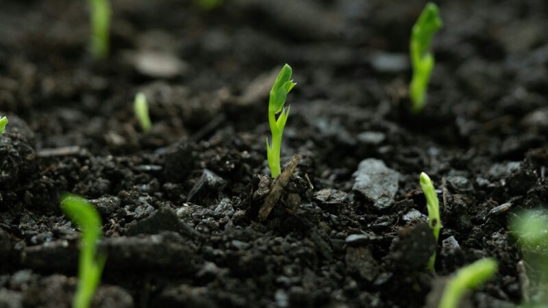 Agronomai atskleidžia rotacijos paslaptis: slaptas derlingo daržo kodas, kurį žino tik pažengusieji