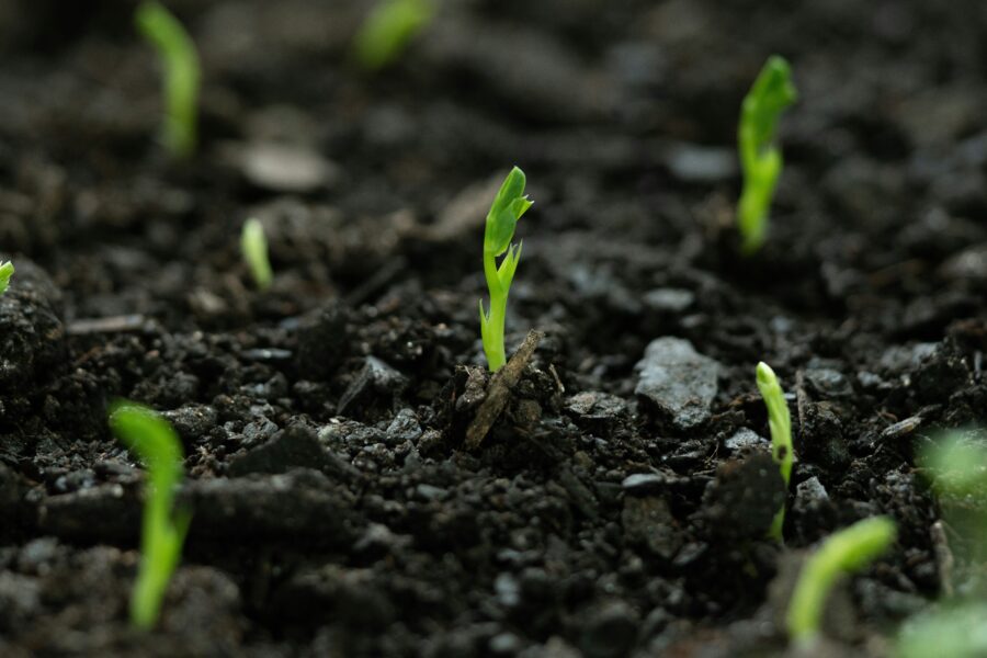 Agronomai atskleidžia rotacijos paslaptis: slaptas derlingo daržo kodas, kurį žino tik pažengusieji