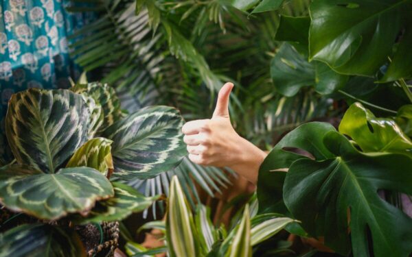 Tobulas pasirinkimas tingintiems: kambariniai augalai, kurie nereikalauja daug dėmesio