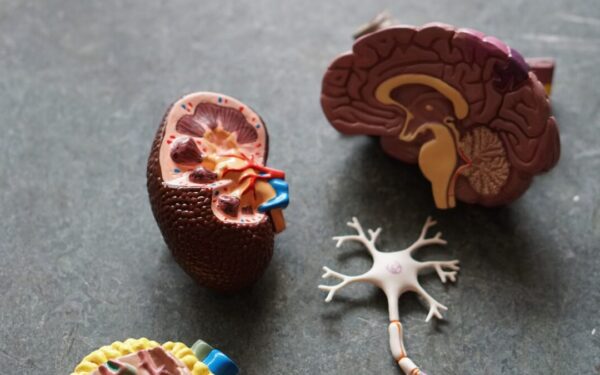 Nauji atradimai apie kūną: mokslininkai atskleidžia, kas keičia supratimą apie anatomiją