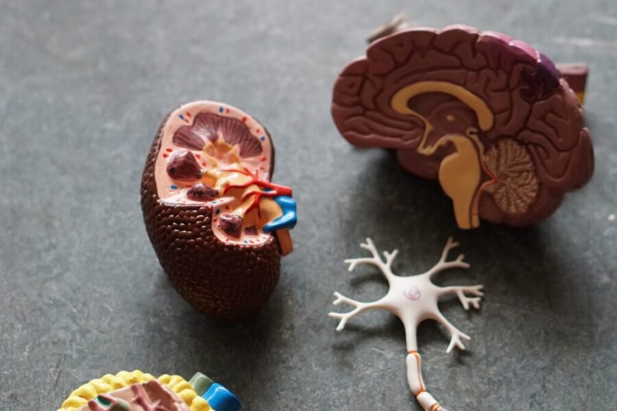 Nauji atradimai apie kūną: mokslininkai atskleidžia, kas keičia supratimą apie anatomiją