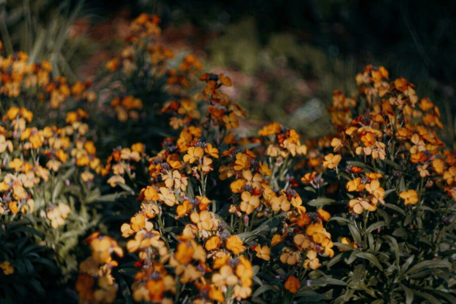 Tobulas augalas išsiblaškiusiems sodininkams: stulbinantis kvapas, jokių rūpesčių ir atsparumas ligoms