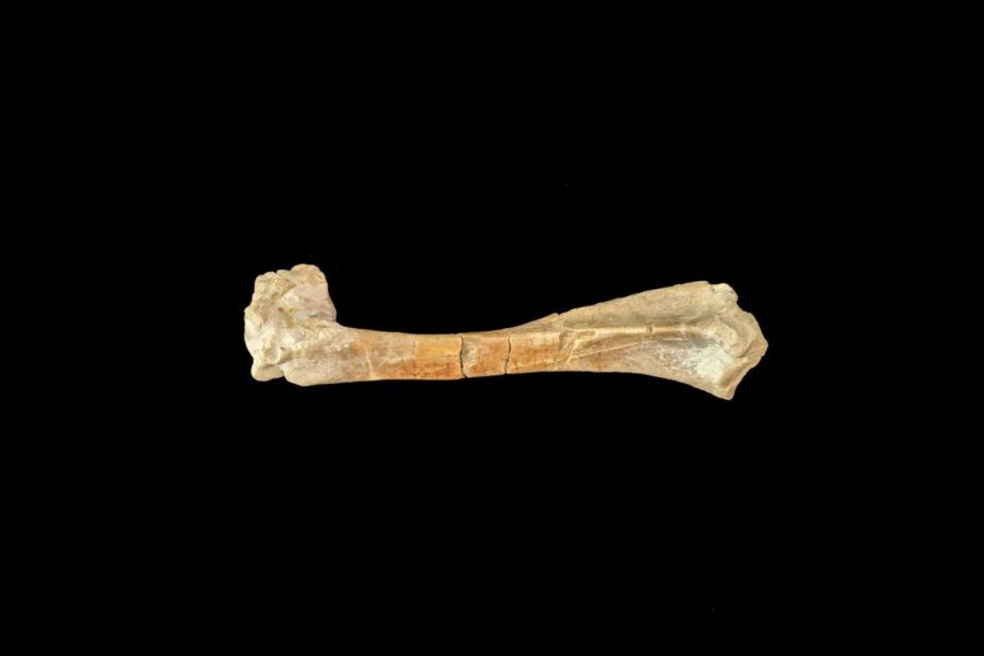 Archeologus pritrenkė netikėtas atradimas: pusės milijono metų senumo radinys perrašo istoriją