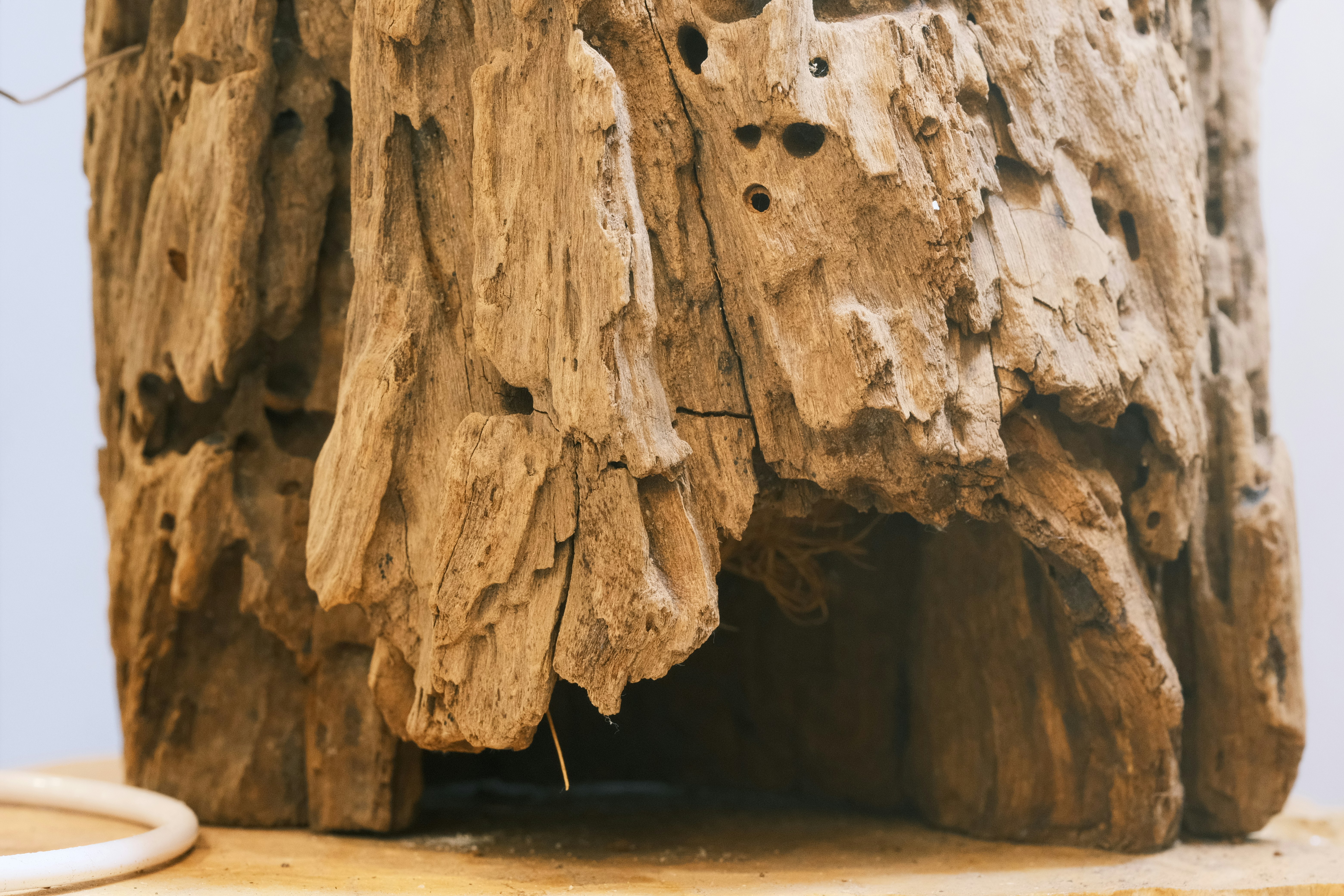 Egipto oloje rasta tai, ko mokslininkai nesitikėjo: septynios gepardų mumijos ir dar daugiau