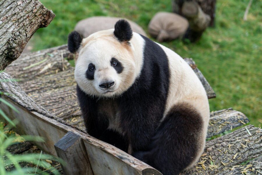 Pašlijus Pekino ir Tokijo santykiams, Kinija susigrąžina Japonijai paskolintas pandas