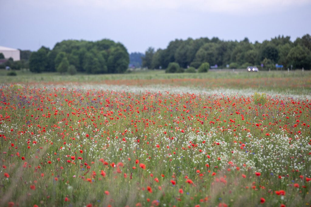 Žydinčių aguonų laukas Trakų raj. ELTA / Orestas Gurevičius