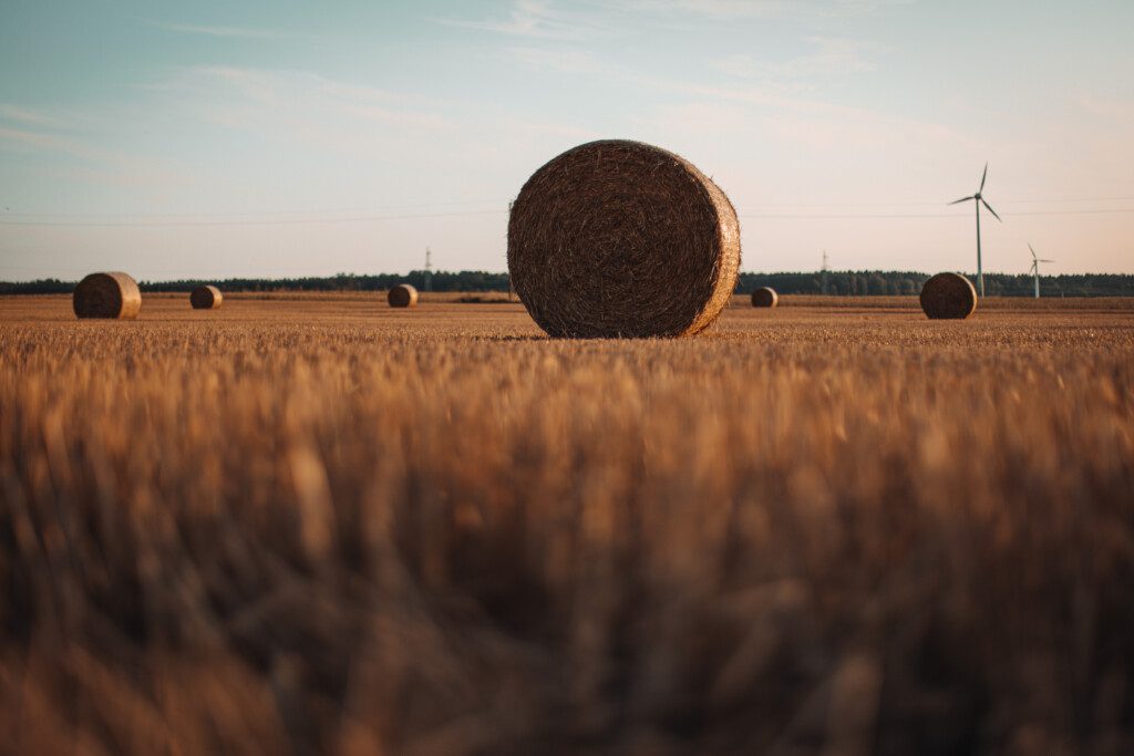 Šiaudų ritiniai. ELTA / Andrius Ufartas