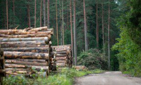 Miško kirtimas. ELTA / Orestas Gurevičius