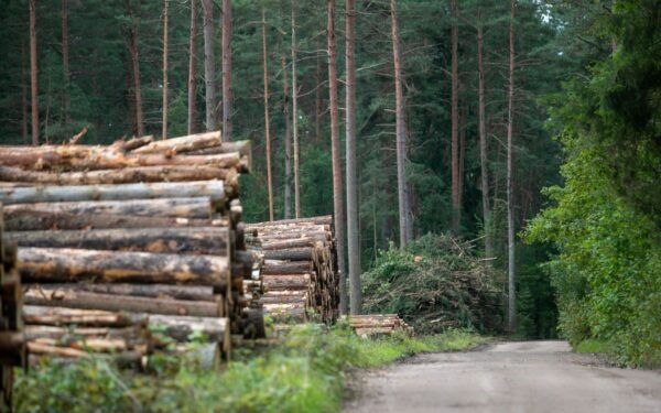 Neteisėtas medžių kirtimas kainavo labai brangiai, kaunietis sulaukė įspūdingo dydžio baudos