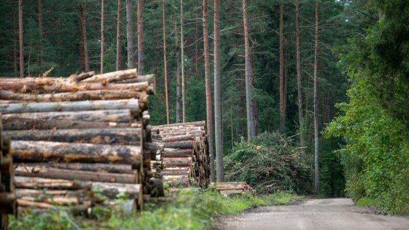 Neteisėtas medžių kirtimas kainavo labai brangiai, kaunietis sulaukė įspūdingo dydžio baudos