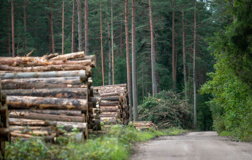 Miško kirtimas. ELTA / Orestas Gurevičius