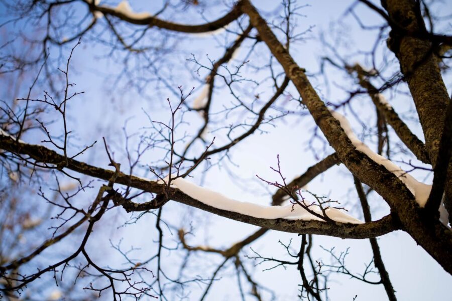 Žiema. ELTA / Žygimantas Gedvila