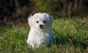 maltese, dog, puppy, nature, small dog, white dog, young, pet, animal, young dog, domestic dog, canine, mammal, cute, adorable, meadow, outdoors, portrait, animal portrait